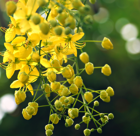 εικονα με φυτο cassia alata