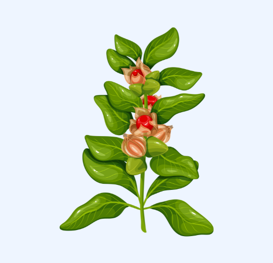 ashwagandha infographic