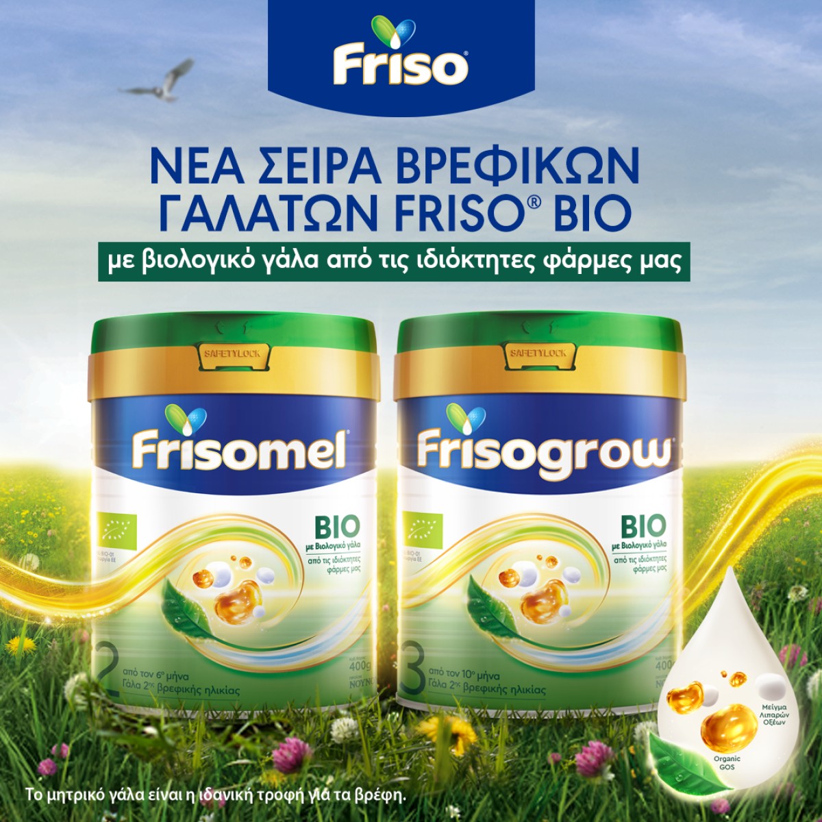Friso -BIO!!!