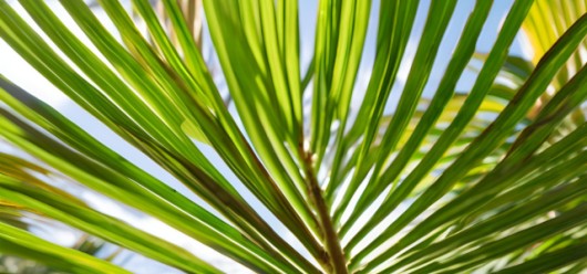 Saw Palmetto: Ο σύμμαχος του ανδρικού ουροποιητικού - Featured Image